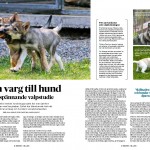 Forskning varg - hund, sid 1